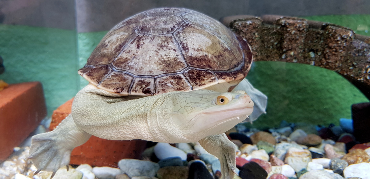 Large 20180708 110734