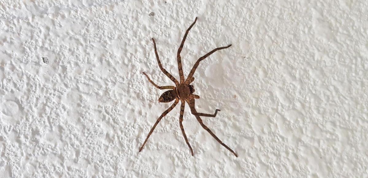 Large 20180714 124345