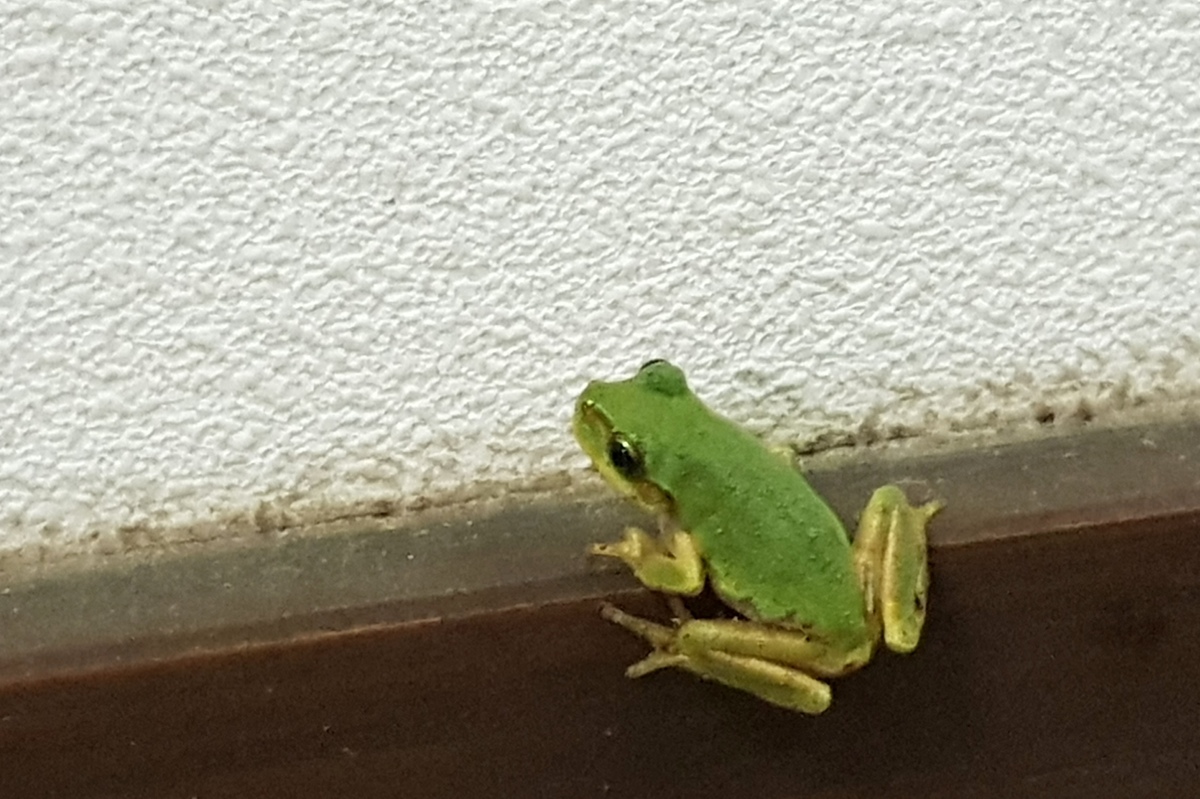 Large 20180728 221105